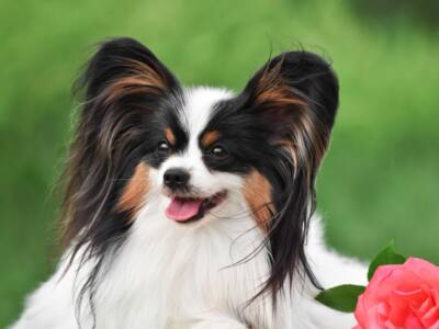 cane papillon