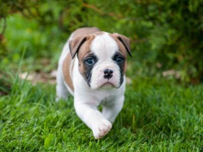 Cucciolo di bulldog americano