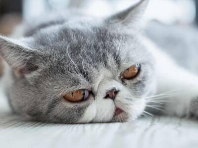 exotic shorthair