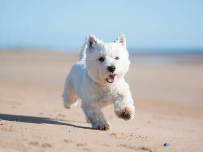 west highland white terrier