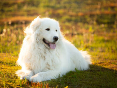 Cane Maremmano pelo bianco