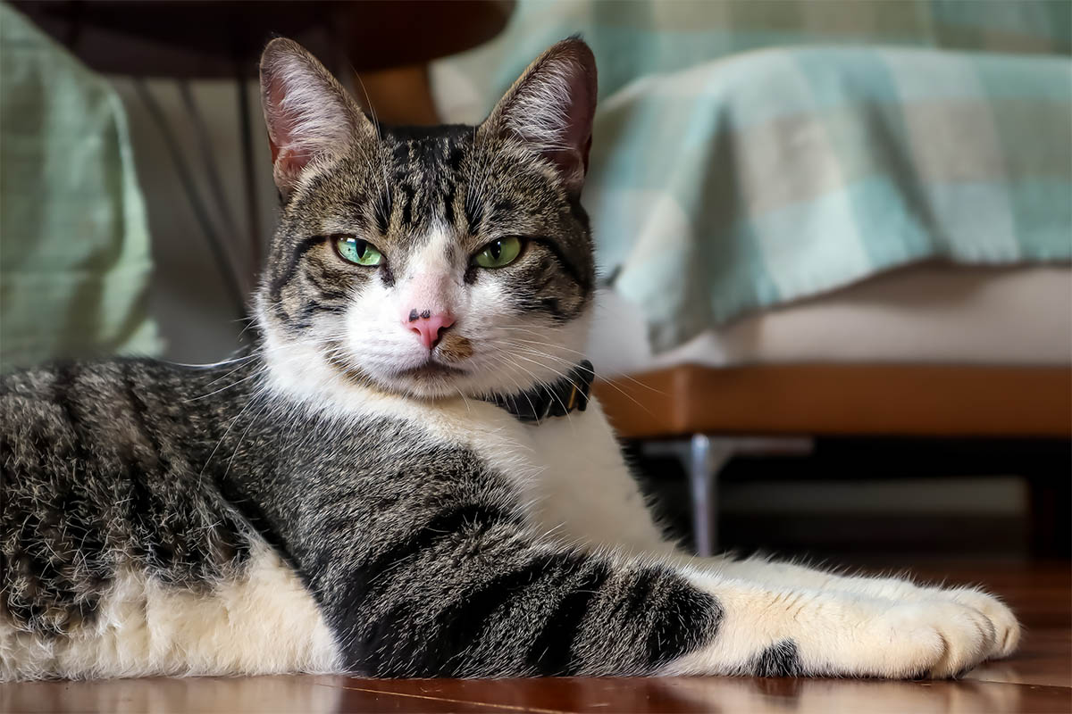 american wirehair gatto seduto