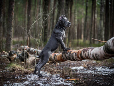 cane corso bosco