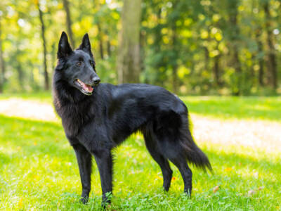 cane nero Pastore Belga