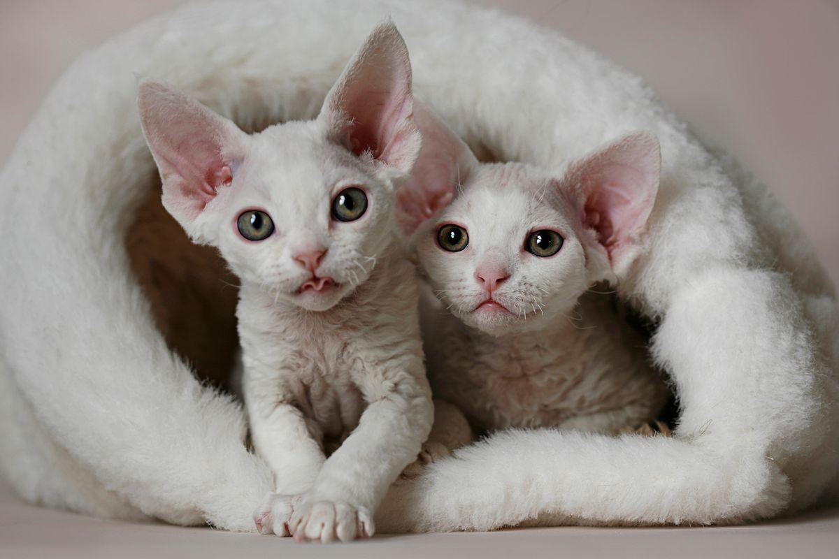 cuccioli di gatto pelo bianco