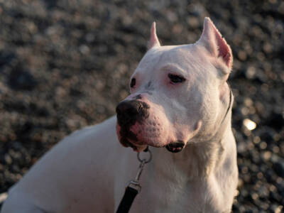 dogo argentino