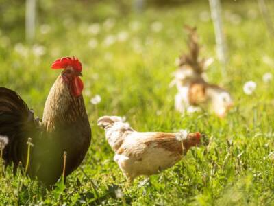 gallo e galline