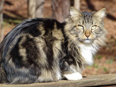 gatto american bobtail