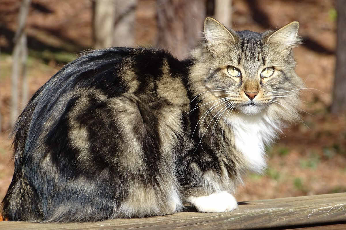 gatto american bobtail