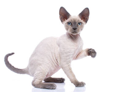 devon rex