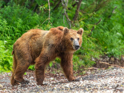 orso bruno