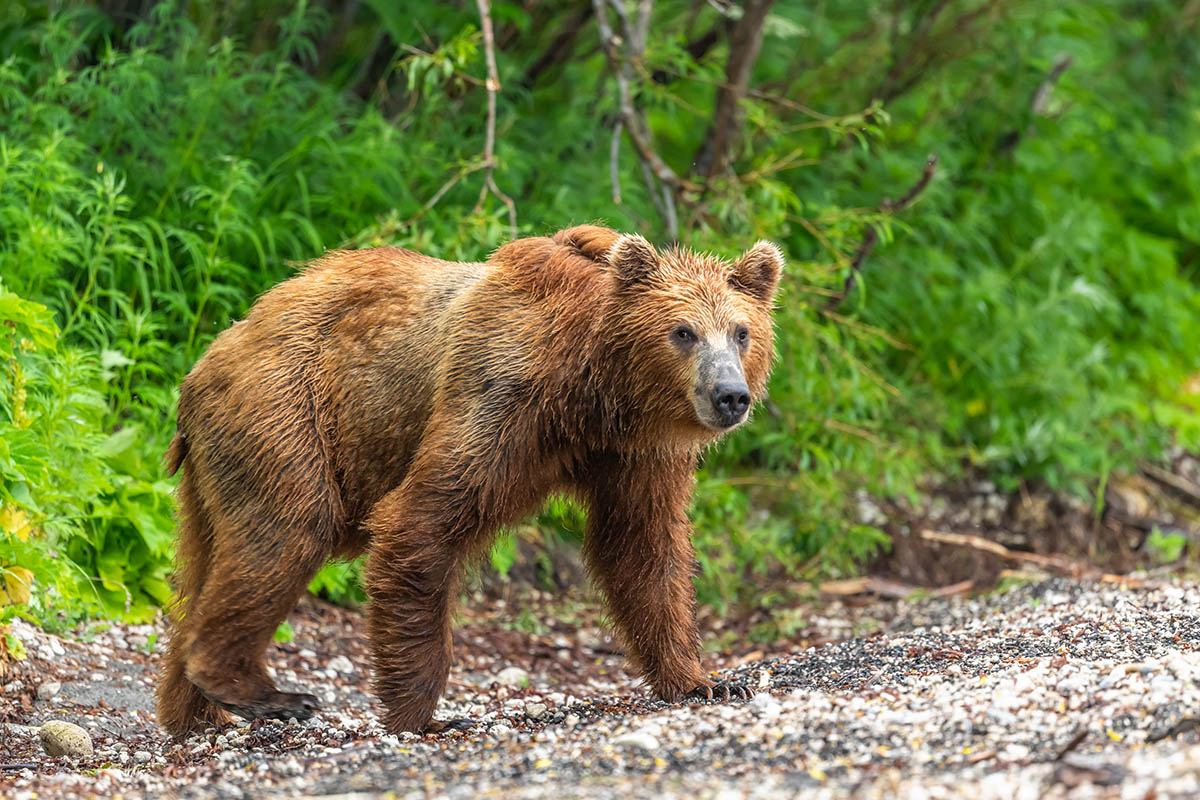 orso bruno