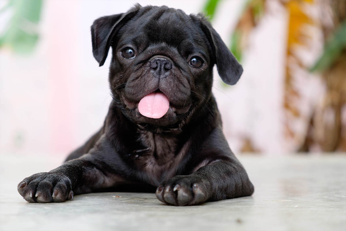 cane cucciolo nero carlino