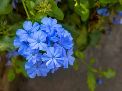 fiore Plumbago auriculata