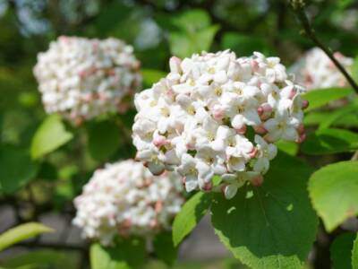 Fiori di viburno