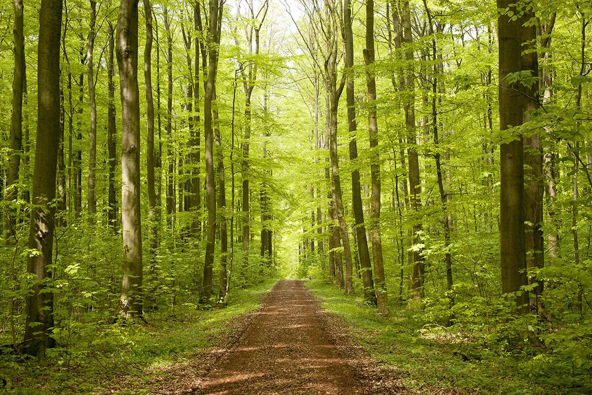 Sentiero foresta bosco