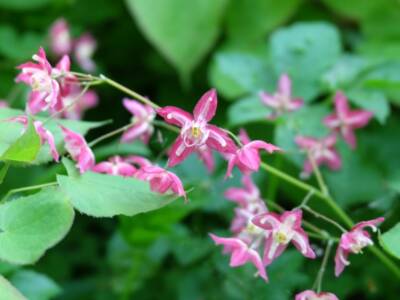 loropetalum