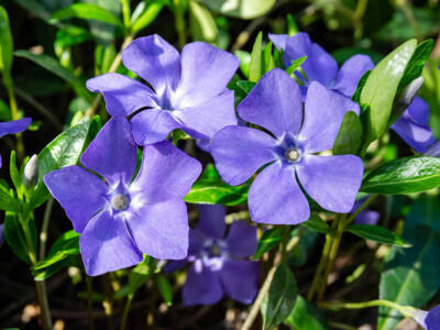 pervinca