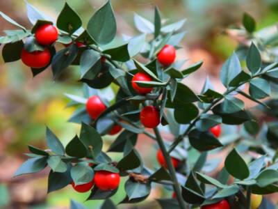 Pianta di pungitopo con bacche rosse