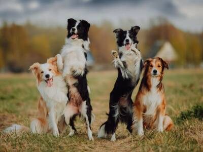 cani border collie