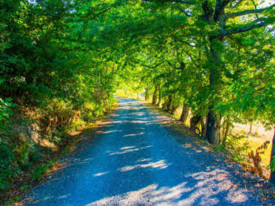 strada alberi luce