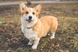 cane razza corgi