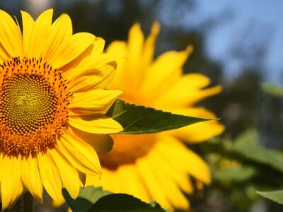 fiore girasole