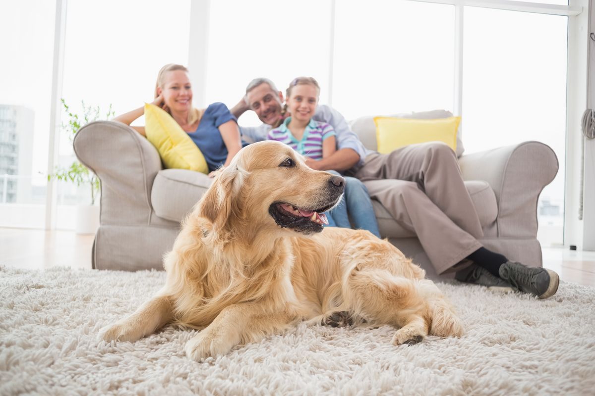 famiglia cane casa