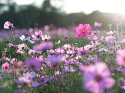 campo di cosmo fiore