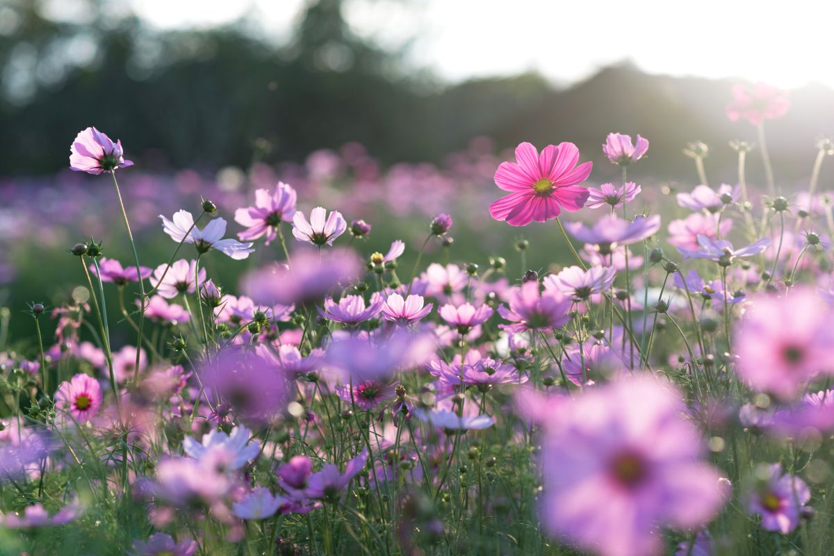 campo di cosmo fiore