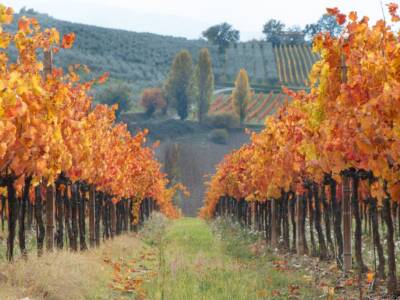 Vigneto in autunno