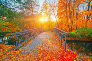 ponte parco autunno foglie