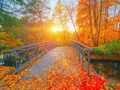 ponte parco autunno foglie