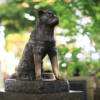 Statua cane Hachiko