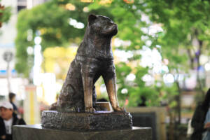 Statua cane Hachiko