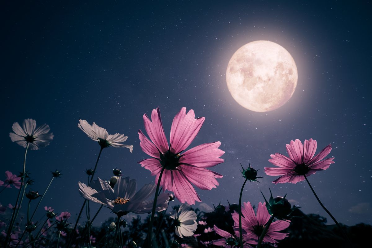 Grande attesa per la Luna Piena dei Fiori: occhi al cielo il 23 maggio