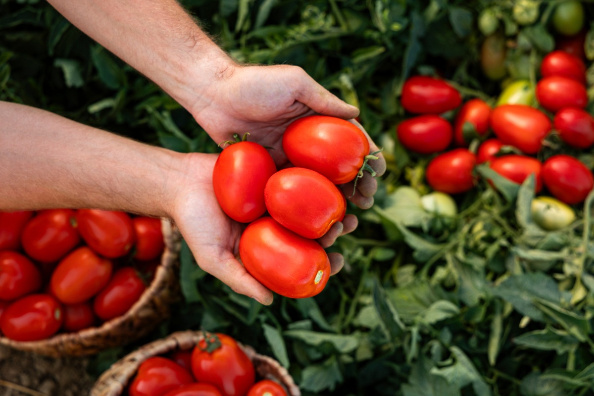 mani che mostrano i pomodori