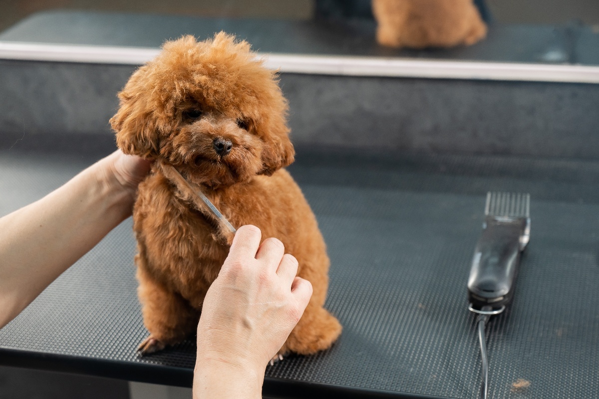 Le varie colorazioni del pelo del Barbone Toy: cura, pulizia e come cambia nel tempo