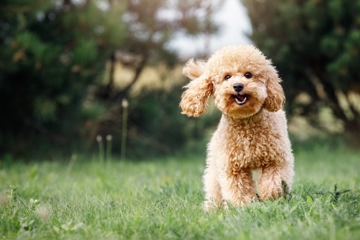 Cane barboncino corre