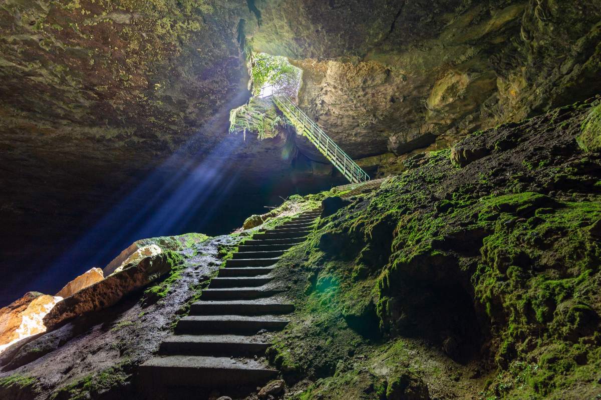 Trova una scala nella foresta che conduce a qualcosa di terrificante