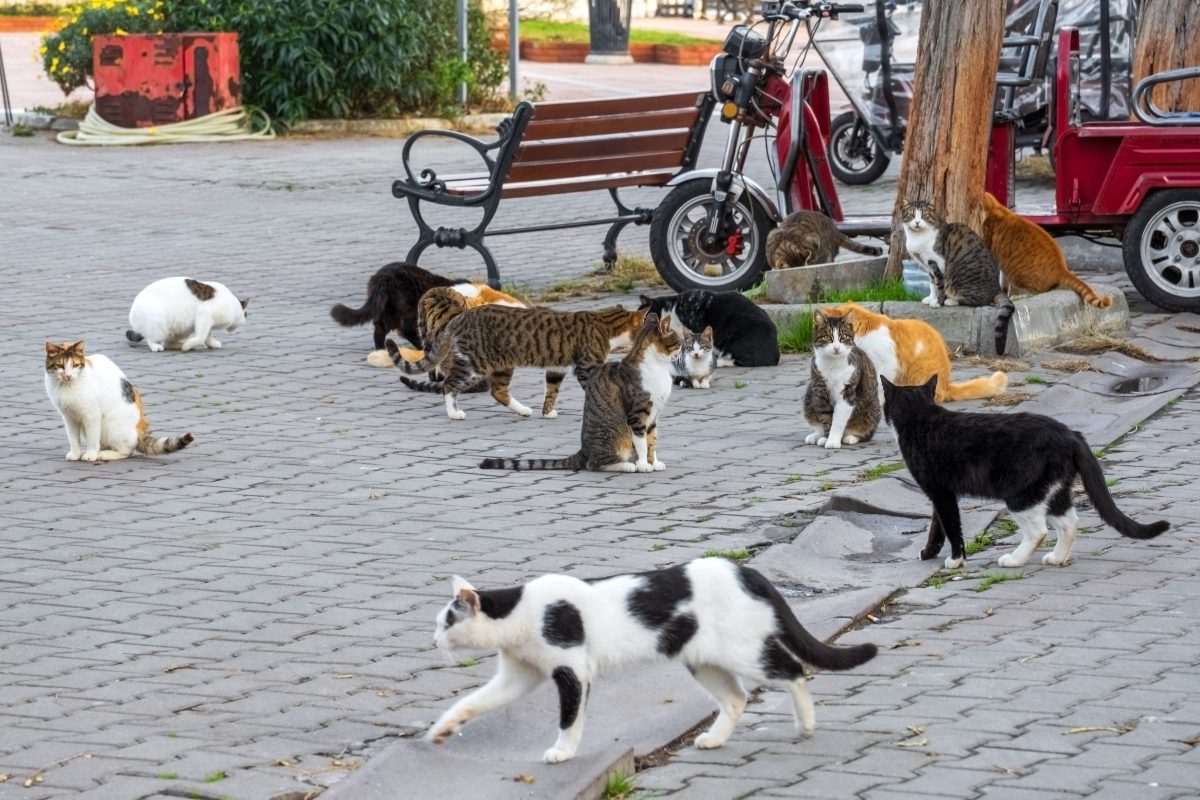 Gatti vagabondi nella piazza di una citta